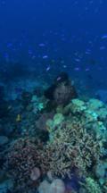 Vertical Shot, Colorful Coral Scenic With Small Tropical Fish