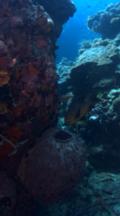 Vertical Shot, Coral Scenic With Large Barrel Sponge And Fish