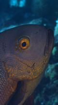 Vertical Shot, Close Up Fish, Possibly Grouper