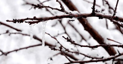 4k Icicles coated twigs and branches after an ice storm