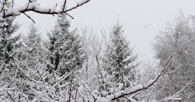 Heavy Snow Falling In A Forest Of Trees During A Winter Storm