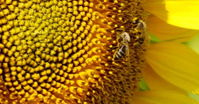 Yellow sunflower field with a bee that pollinates the flower