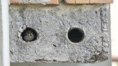 Sparrow chicks waiting to be fed