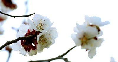 Tree branch with white flowers of spring background