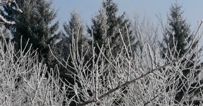 Hoarfrost on a branch in the forest