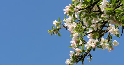 Apple-tree flower bright white illuminated by a bright ray of the spring sun and blue sky on a back background
