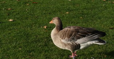 Gray goose standing on a green grass flapping its wings