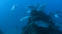 Silver Trevally On Top Of Coral Head