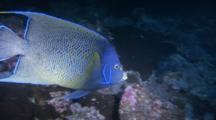 Semicircle Angel Fish Swims Around Reef