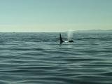 Orca  Pod  Feeding On Edge Of Tide