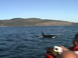 Orca And Whale Watchers