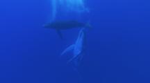 Humpback Whales, Calf Swimming Above The Mother 