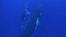 Humpback Whales, Mother And Calf Ascend To Surface