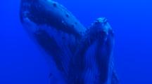 Humpback Whales, Calf Swims Under Mothers Belly