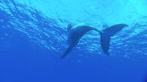 Humpback Whales, Calf At The Surface