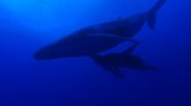 Calf Joins Mother Humpback,  Snorkelers Distant