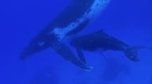 Humpback Whales, Calf Sleeping Under The Mother 