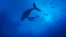 Mother And Calf Humpbacks Swim To Surface. Snorkelers Above