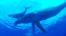 Mother And Calf Humpbacks Swim To Surface. Snorkeler Above
