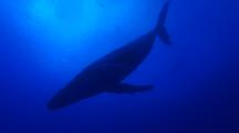 Humpback Whale Hangs Resting, Snorkelers Above