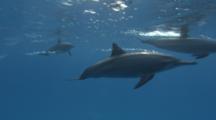 Spinner Dolphins Swimming At The Surface