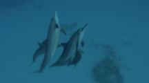 Spinner Dolphins Swimming Toward Surface