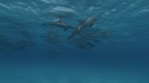 Spinner Dolphins Swimming At The Surface