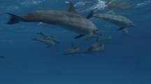 Spinner Dolphins Swimming At The Surface.