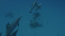 Spinner Dolphins Swimming To The Surface
