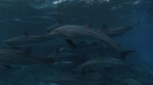 Spinner Dolphins Swimming To The Surface. Underwater Shot