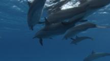 Spinner Dolphins Swimming Just Under Surface