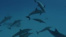 Spinner Dolphins Swimming To The Surface