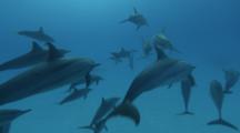 Free Diver Joins Swimming Spinner Dolphins