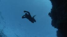 Free Diver Swimming Down
