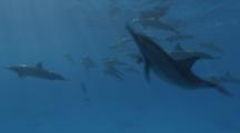 Spinner Dolphins Swim Just Under Surface