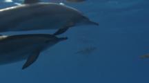 Spinner Dolphins Just Under Surface