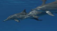 Spinner Dolphins Swim By