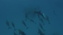 Spinner Dolphins Playing With A Free Diver