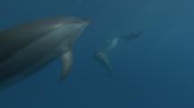 Spinner Dolphins Playing