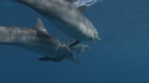 Spinner Dolphins Swim Just Below Surface