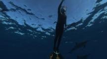 Free Diver Swimming With Dolphins