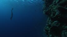 Free Diver Descending Along A Vertical Reef