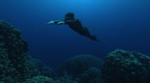 Free Diver Swimming On The Reef