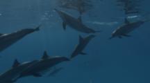 Spinner Dolphins At The Surface With Light Rays
