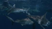 Black Tip Sharks At The Surface
