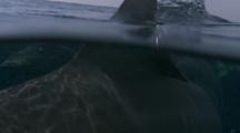 Black Tip Shark Feeding At The Surface