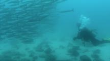 Barracudas With Diver