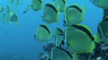 Blacknosed Butterflyfish In The Surge