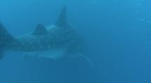 Whale Shark Swims Through Blue Water, View From Tail