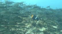 Black Striped Salema Schooling On The Reef Reveals Angelfish